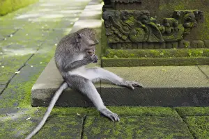 Indonesian Primates Impressions: Macaque -Macaca sp. - in the Monkey Forest temple