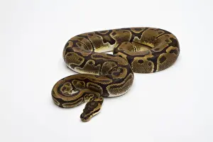 Python à Billes Impressions: Le Python de Matanic ou Python royal -Python regius-, femelle.