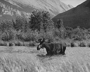Banff National Park Images Impressions: Moose Bathing