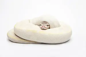 Le Python Royal ou Python à Opale, ou le Ball Python -Python regius-, mâle.