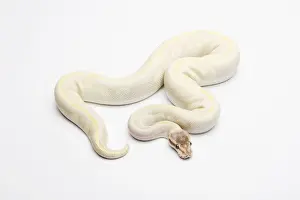Python à Billes Impressions: Le Python Royal ou Python à opale, -Python regius-, mâle.