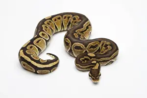 Reptile Photography Studio Impressions: Paradox Super Fire Ball Python or Royal Python -Python regius-, male