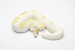 Impressions de Paradox Super Fire Ball Python ou Royal Python -Python regius-, mâle Serpent Impressions: Paradox Super Fire Ball Python ou Royal Python -Python regius-, mâle.