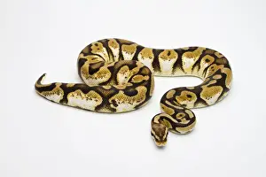 Python à Billes Impressions: Le python royal ou Python regius, femelle.