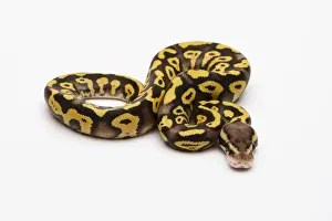 Python à Billes Impressions: Phalène en pastel jaune ventre, Python royal ou Ball python -Python regius-, mâle.