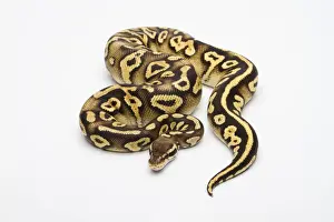 Python à Billes Impressions: Phantom jaune pâle Pastel Ball Python ou Royal Python -Python regius-, femelle.