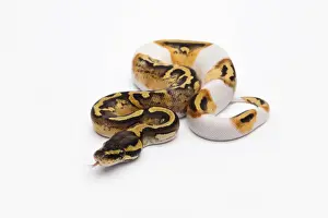 Piebald Python de pâté royal ou Python regius -Python regius-, femelle.