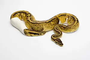 Piebald Python à pâté de pastel ou Python royal -Python regius-, femelle.