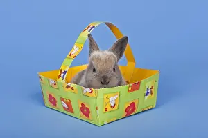 Easter Tradition Images Impressions: Pet rabbit in an Easter basket