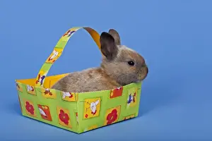 Easter Tradition Images Impressions: Pet rabbit in an Easter baskets