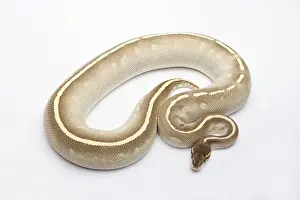 Python à Billes Impressions: Le Phantom Mojave Het Ghost Ball Python ou Royal Python -Python regius-, femelle.