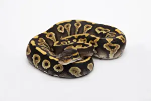 Ball Python Female Impressions: Phantom Yellow Belly Ball Python or Royal Python -Python regius-, female