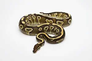 Constrictor Snakes Impressions: Phantom Yellow Belly Ball Python or Royal Python -Python regius-, female
