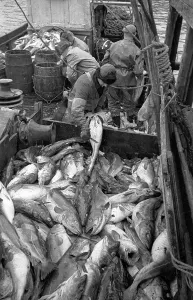 Fishermen At Work Impressions: Codfish Sorting