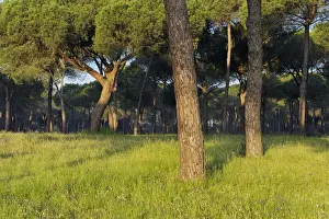 Huelva Province Spain Impressions: Pine tree forest