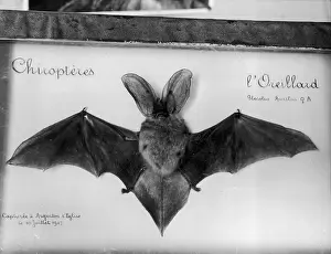 Brown Long Eared Bat Impressions: Plecotus Auritus