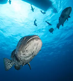 Great Barrier Reef Photography Impressions: Potato Cod
