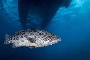 Great Barrier Reef Photography Impressions: Potato Cod