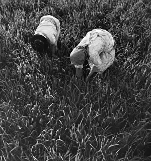 Rural Women At Work Impressions: Rice Fields