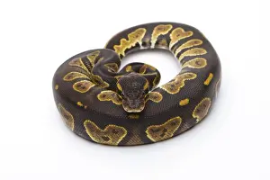 Python à Billes Impressions: Python royal - Python regius