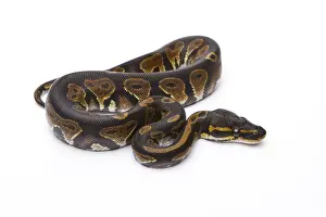 Constrictor Snake Species Impressions: Royal Python -Python regius-, Black Head, male, Markus Theimer reptile breeding, Austria