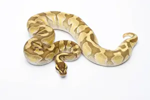 Python à Billes Impressions: Python royal - Python regius