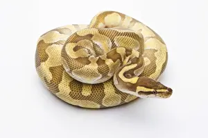 Constrictor Snakes Impressions: Royal Python -Python regius-, Butter Enchi, male, Markus Theimer reptile breeding, Austria