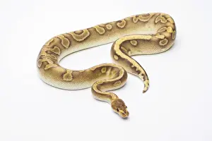 Constrictor Snakes Impressions: Royal Python -Python regius-, Champagne, male, Markus Theimer reptile breeding, Austria