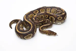 Python à Billes Impressions: Python royal - Python regius