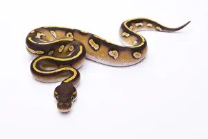 Python à Billes Impressions: Python royal - Python regius