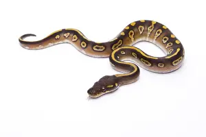 Studio Shot Reptiles Impressions: Royal Python -Python regius-, Mojave Black Head