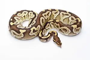 Impressions de Python royal - Python regius -, Razor de Mojave, femelle, élevage de reptiles Markus Theimer, Autriche Serpent Impressions: Python royal - Python regius