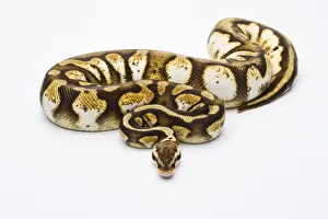 Reptile Photography Austria Impressions: Royal Python -Python regius-, Pastel Calico