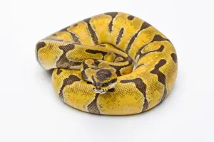 Python à Billes Impressions: Python royal - Python regius