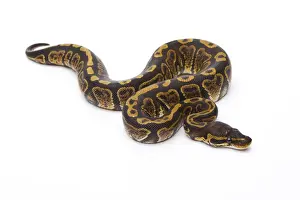 Reptile Photography Austria Impressions: Royal Python -Python regius-, Super Granite
