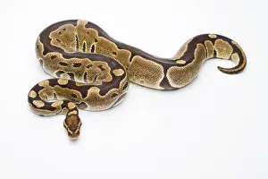 Snake Species Impressions: Royal Python -Python regius-, Super Razor