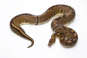 Python à Billes Impressions: Pyton royal -Python regius-, Super Venom