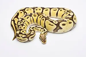 Ball Python Female Impressions: Royal Python -Python regius-, Vanilla Super Pastel