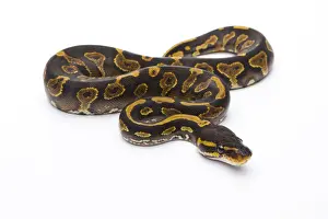 Python à Billes Impressions: Python royal - Python regius