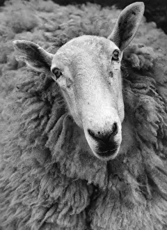 Farm Animals Images Impressions: Ruminant