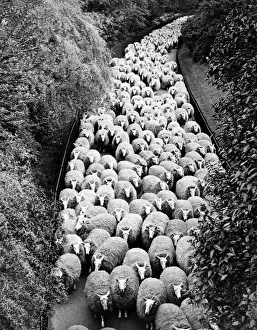 Landscape Photography Art Impressions: Sheep on path, elevated view (B&W)