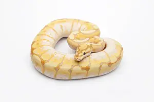 Snake Species Impressions: Spider CG Ball Python or Royal Python -Python regius-, male
