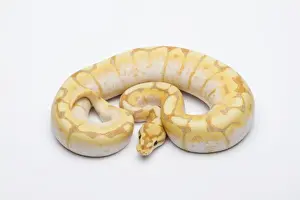 Python à Billes Impressions: Le Spider CG Ball Python ou Royal Python -Python regius-, mâle.
