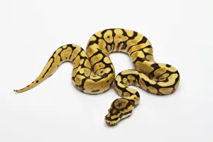 Python à Billes Impressions: Phantom Jaune Ventre Ball Python ou Royal Python -Python regius-, mâle.