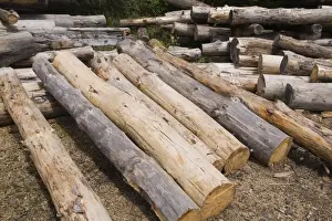Coniferous Tree Trunks Impressions: Stack of Eastern white pine tree logs, Laurentians, Quebec, Canada