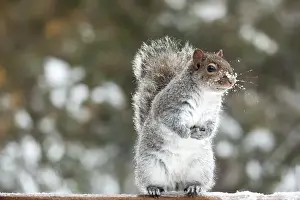 Images datées du 30 décembre 2015: Singe debout