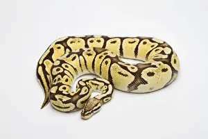 Python à Billes Impressions: Python royal femelle - Python regius - ou Python à boules de vanille pastel.