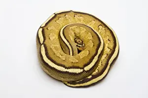 Snake Species Impressions: Superstripe Ball Python or Royal Python -Python regius-, male