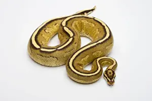 Python royal mâle - Python regius -.