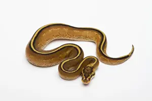 Snake Species Impressions: Superstripe Ball Python or Royal Python -Python regius-, male